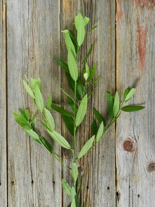 BAY LEAF HERBAL GREENERY